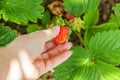 Gardening and agriculture concept. Female farm worker hand harvesting red fresh ripe organic strawberry in garden. Vegan Royalty Free Stock Photo