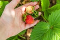 Gardening and agriculture concept. Female farm worker hand harvesting red fresh ripe organic strawberry in garden. Vegan Royalty Free Stock Photo