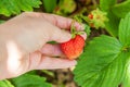 Gardening and agriculture concept. Female farm worker hand harvesting red fresh ripe organic strawberry in garden. Vegan Royalty Free Stock Photo