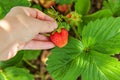 Gardening and agriculture concept. Female farm worker hand harvesting red fresh ripe organic strawberry in garden. Vegan Royalty Free Stock Photo