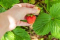 Gardening and agriculture concept. Female farm worker hand harvesting red fresh ripe organic strawberry in garden. Vegan Royalty Free Stock Photo