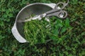 Gardening and agriculture concept. Freshly cut spicy herbs, thyme and oregano branches in a metal bowl on a green grass background Royalty Free Stock Photo