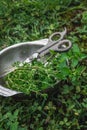 Gardening and agriculture concept. Freshly cut spicy herbs, thyme and oregano branches in a metal bowl on a green grass background Royalty Free Stock Photo