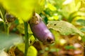 Gardening and agriculture concept. Perfect purple fresh ripe organic eggplant ready to harvesting on branch in garden. Vegan Royalty Free Stock Photo