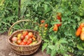 Gardening and agriculture concept. Picking fresh ripe organic tomatoes. Vegetable food production Royalty Free Stock Photo