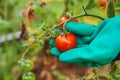 Gardening and agriculture concept. Woman farm worker hand in glove picking fresh ripe organic tomatoes. Greenhouse produce.