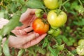 Gardening and agriculture concept. Woman farm worker hand picking fresh ripe organic tomatoes. Greenhouse produce. Vegetable food