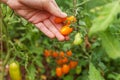 Gardening and agriculture concept. Woman farm worker hand picking fresh ripe organic tomatoes. Greenhouse produce. Vegetable food