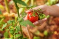 Woman farm worker hands with basket picking fresh ripe organic tomatoes