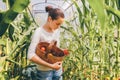 Gardening and agriculture concept. Young woman farm worker with basket picking fresh ripe organic tomatoes. Greenhouse produce.