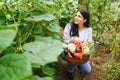 Gardening and agriculture concept. Young woman farm worker with basket picking fresh ripe organic vegetables. Greenhouse produce. Royalty Free Stock Photo