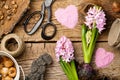 Gardening Background with Flower and Bulbs on Wooden Table Royalty Free Stock Photo