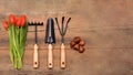 Gardening background, poster or banner with copy space. Gardening tools. Seeds and tulips. Wooden background with gardening stuff