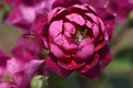 gardening. bee in flower bud. rose Night owl purple red-purple hue