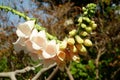 Strange flower with no tubular name Royalty Free Stock Photo