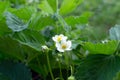 Gardening. Blooming white strawberry flowers on a background of green leaves. Soft focus Royalty Free Stock Photo