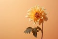 Gardening blossom blooming plant beauty nature flora floral yellow closeup summer dahlia flower Royalty Free Stock Photo
