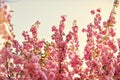 Gardening. Botanical garden concept. Tender bloom. Aroma and fragrance. Spring season. Branches of beautiful sakura