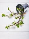 Gardening branch blooming plum in metallic bucket