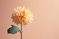 Gardening bright blooming floral nature closeup flower plant dahlia petal summer blossom beauty Royalty Free Stock Photo