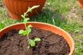 Gardening, a brown flower pot with a green Petunia sprout stands on the grass