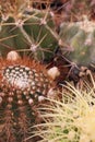 Gardening cactus and succulents