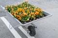 Gardening cart with flowers on the road