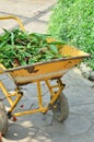 Gardening cart full of dried leaves