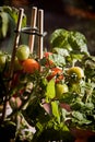 Gardening cherry tomatoes on plant Royalty Free Stock Photo