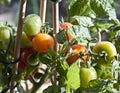 Gardening, cherry tomatoes on plant ready to harvest Royalty Free Stock Photo