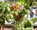 Gardening, cherry tomatoes on plant ready to harvest Royalty Free Stock Photo
