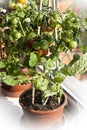 Gardening, cherry tomatoes on plant ready to harvest Royalty Free Stock Photo