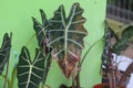 Alocasia plant (Alocasia Amazonica Polly) turned into yellow in the backyard