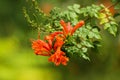 Gardening concept. Beautiful flowers Tecomaria Capensis with dewdrops on green branch over green blurred background in the park. Royalty Free Stock Photo