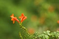 Gardening concept. Beautiful flowers Tecomaria Capensis with dewdrops on green branch over green blurred background in the park.