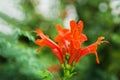 Gardening concept. Beautiful flowers Tecomaria Capensis on green branch over green blurred background in the park. Postcard.