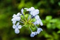 Gardening concept. Delicate and beautiful flowers of Plumbago Auriculata or Europaea over green blurred background in the park.