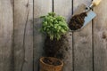 Gardening hobby concept. Eco pot, green plant, shovel, dirt, wooden background