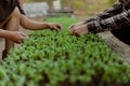 Gardening concept a farmer culling the green seedlings before removing them from pots to growing in the prepared soil plot