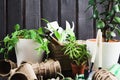 Gardening concept with flower pots, plants and tools on wooden background Royalty Free Stock Photo