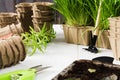 Gardening concept with flower pots, plants and tools on wooden background Royalty Free Stock Photo