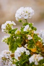 Gardening concept. Flowers of white geranium Pelargonium. Postcard. Article illustration. Royalty Free Stock Photo