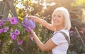 Gardening concept. Happy senior woman watering petunia flowers in her own garden Royalty Free Stock Photo