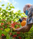 Male gardener spraying flowers from vermin using sprayer Royalty Free Stock Photo