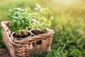 Gardening concept, mint and basil in metal pots and wooden basket in the garden Royalty Free Stock Photo