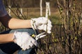 Gardening concept: Pliers in the hand, cutting of branches of Blackcurrant Royalty Free Stock Photo