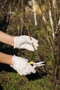 Gardening concept: Pliers in the hand, cutting of branches of Blackcurrant Royalty Free Stock Photo