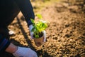 Gardening concept presented by process of planting pepper seedlings in garden