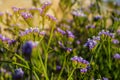 Gardening concept. Purple flowers of Limonium Gmelinii over a green background.