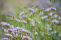 Gardening concept. Purple flowers of Limonium Gmelinii over a green background. Postcard. Article illustration.